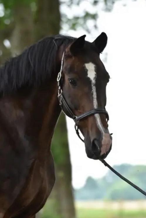 2 toppers opzoek naar een Pensioenplekje, Dieren en Toebehoren, Paarden, Merrie, Niet van toepassing, 165 tot 170 cm, 11 jaar of ouder