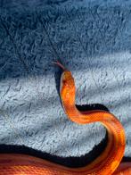 Rattenslang koppel, Dieren en Toebehoren, Reptielen en Amfibieën, Slang, Tam, 3 tot 6 jaar