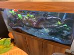 Juwel aquarium rio 180, Ophalen, Zo goed als nieuw, Gevuld zoetwateraquarium