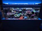 Complete inhoud ter overname, Dieren en Toebehoren, Ophalen, Gevuld zeewateraquarium