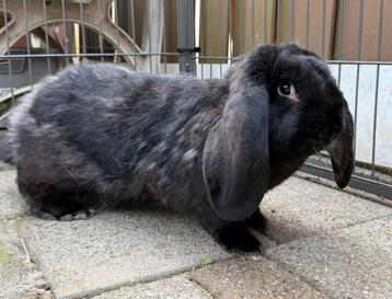Heel mooi Franse Hangoor koppel (nog niet gecastreerd). beschikbaar voor biedingen