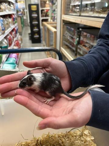 Te koop jonge gerbil vrouwtjes beschikbaar voor biedingen