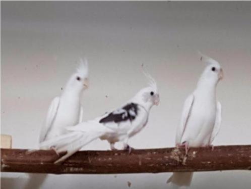 Jonge Valkparkieten | Divers aanbod | Deskundig advies, Dieren en Toebehoren, Pluimvee, Overige soorten, Meerdere dieren