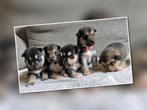 Siberische Husky Pups – nog enkele pups beschikbaar, Dieren en Toebehoren, Rabiës (hondsdolheid), 8 tot 15 weken, Poolhond, Meerdere