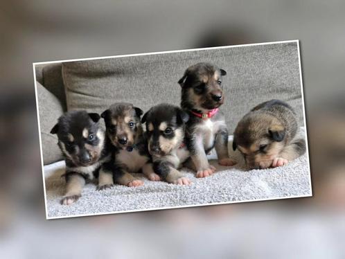 Siberische Husky Pups – nog enkele pups beschikbaar, Dieren en Toebehoren, Honden | Poolhonden, Keeshonden en Oertypen, Meerdere dieren
