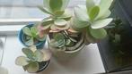 Woestijnroos, meerdere plantjes beschikbaar, Huis en Inrichting, Ophalen, Overige soorten, Minder dan 100 cm