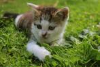 Superlieve grijs-wtte kitten poes, Dieren en Toebehoren, Poes