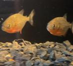 Roodbuik piranha’s, Dieren en Toebehoren, Vis