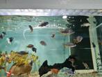 Copadichromis Borleyi Red Kadango Malawi Cichliden, Dieren en Toebehoren, Vis, Zoetwatervis