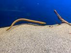 Erpetoichthys Calabaricus - wimpelaal, Vis