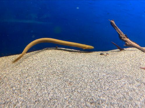 Erpetoichthys Calabaricus - wimpelaal, Dieren en Toebehoren, Vissen | Aquariumvissen, Vis
