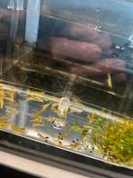 Uitgeselecteerde gele backline neocaridina garnalen, Dieren en Toebehoren, Vissen | Aquariumvissen, Kreeft, Krab of Garnaal