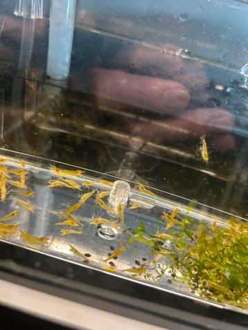 Uitgeselecteerde gele backline neocaridina garnalen beschikbaar voor biedingen