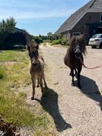 Shetland merries, Dieren en Toebehoren, Pony's, Merrie, Recreatiepony, Gechipt, 0 tot 2 jaar