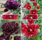 Mix van papavers “Crimson Feathers & Black Peony”, Ophalen of Verzenden, Volle zon