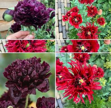 Mix van papavers “Crimson Feathers & Black Peony” beschikbaar voor biedingen