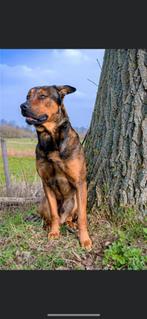 Nieuw huisje voor faya, Dieren en Toebehoren, Rabiës (hondsdolheid), Reu, Eén hond, 3 tot 5 jaar