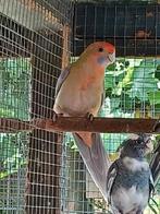 Oranje pastel pennant rosella man 2025, Dieren en Toebehoren, Mannelijk, Parkiet, Geringd