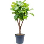 Ficus Lyrata - Vioolplant g31142, Ophalen of Verzenden
