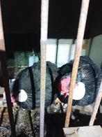 Mooie Java krielen te koop haan+kip, Dieren en Toebehoren, Pluimvee, Meerdere dieren, Kip