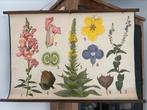 Oude schoolplaat met planten en gewassen, Antiek en Kunst, Antiek | Schoolplaten, Natuur en Biologie, Ophalen of Verzenden