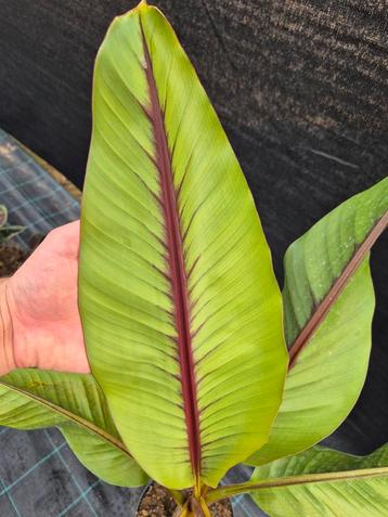 Musa Itinerans forma indica - bananenplant - bananenboom beschikbaar voor biedingen