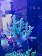 Koraal stekjes sinularia, Briareum,, Dieren en Toebehoren, Overige typen, Zoutwatervis