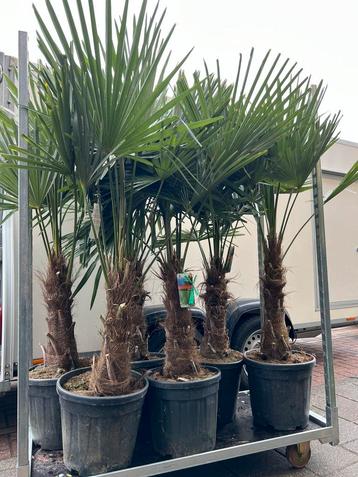 Nieuw! Palm Trachycarpus Fortunei 180/P37