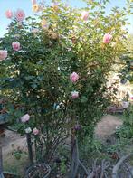Roos rozenstruik tuin terras planten, Ophalen, Volle zon, Overige soorten