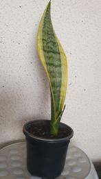 Sanseveria plant, Huis en Inrichting, Overige soorten, Minder dan 100 cm, Halfschaduw, Ophalen