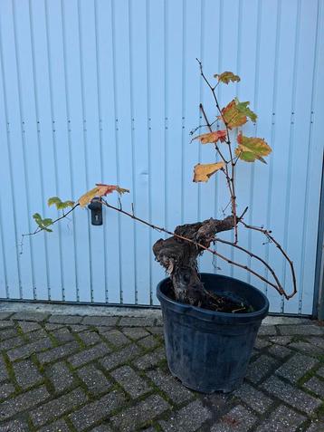 Oude Druivenstam in Pot - €25 beschikbaar voor biedingen