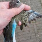 Koppel Bourke parkieten, Dieren en Toebehoren, Vogels | Parkieten en Papegaaien, Meerdere dieren, Parkiet