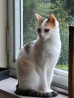 Poes Europese korthaar, Dieren en Toebehoren, Katten en Kittens | Overige Katten, Poes, Kortharig, 0 tot 2 jaar