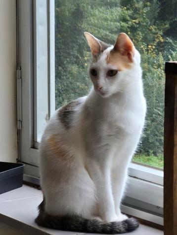 Poes Europese korthaar  beschikbaar voor biedingen