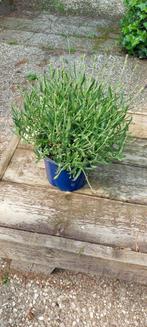 Lavandula An Hidcote Pin, Tuin en Terras, Planten | Tuinplanten, Zomer, Vijverplanten, Ophalen, Volle zon