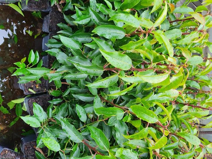 Portugese laurier haag 40-60 cm hoog, Tuin en Terras, Planten | Struiken en Hagen, Haag, Laurier, Minder dan 100 cm, Ophalen of Verzenden