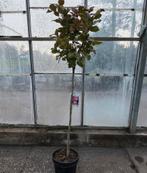 Camelia Japonica 'Dr. King' op stam, Halfschaduw, Overige soorten, Lente, 100 tot 250 cm