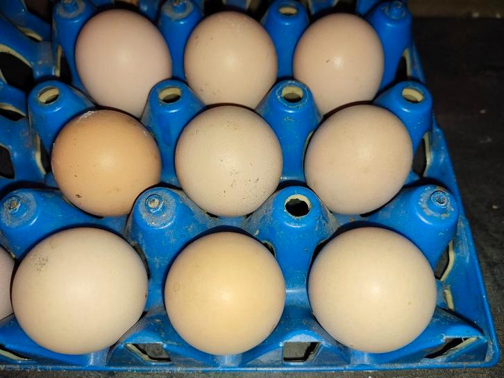 Broedeieren Australorp zwart groot ras, Dieren en Toebehoren, Pluimvee, Kip, Geslacht onbekend