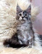 Maine Coon kitten, Poes, Gechipt, 0 tot 2 jaar