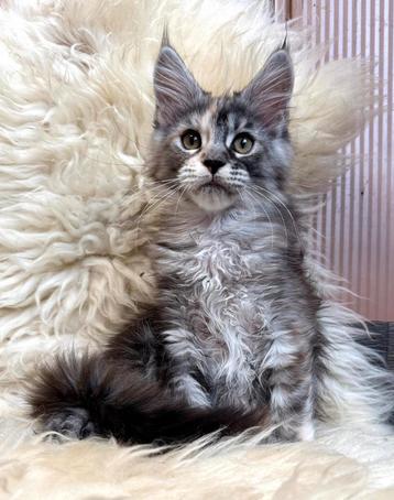 Maine Coon kitten beschikbaar voor biedingen