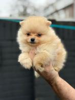 BEARFACE pomeriaantjes, geteste ouders!!, Dieren en Toebehoren, 8 tot 15 weken, Meerdere, Meerdere dieren, Nederland