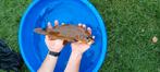 Div koi, schub & spiegelkarpers in div maten van 15 tot 50cm, Dieren en Toebehoren, Vissen | Vijvervissen, Karper of Koi