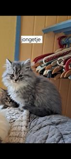 Prachtige Maine coon kittens  KATERTJES, Dieren en Toebehoren, Katten en Kittens | Raskatten | Langhaar, Meerdere dieren, Ontwormd