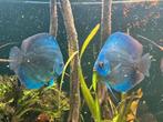 Discus - Discusvissen koppel Blue Diamond, Dieren en Toebehoren, Vissen | Aquariumvissen, Vis, Zoetwatervis