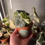 Alocasia melo variegata, Huis en Inrichting, Kamerplanten, Ophalen of Verzenden, Halfschaduw, Minder dan 100 cm