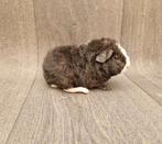 Cavia beertje, Dieren en Toebehoren, Cavia, Juni, Mannelijk, Tam