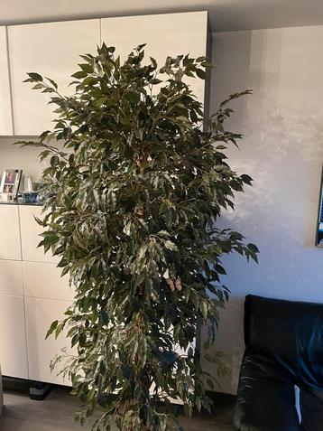 MOOIE VOLLE KUNST BOOM / PLANT beschikbaar voor biedingen