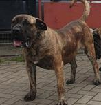 Co-Owner gezocht voor top teef ( Presa Canario Milky Way ), Dieren en Toebehoren, Particulier, Overige rassen, Buitenland, Teef