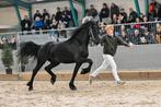 2,5 jarige friese hengst Markus x Thije, Dieren en Toebehoren, Paarden, Hengst, Dressuurpaard, 3 tot 6 jaar