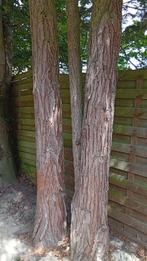 Gratis haardhout Apeldoorn, Tuin en Terras, Haardhout, 3 tot 6 m³, Ophalen, Overige houtsoorten, Blokken